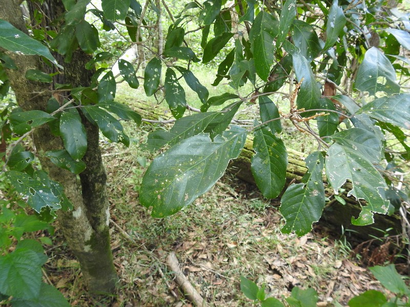 Arytera divaricata photo 4
