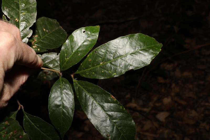 Arytera divaricata photo 5