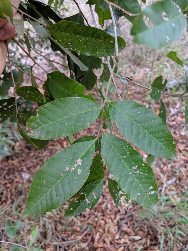 Arytera foveolata