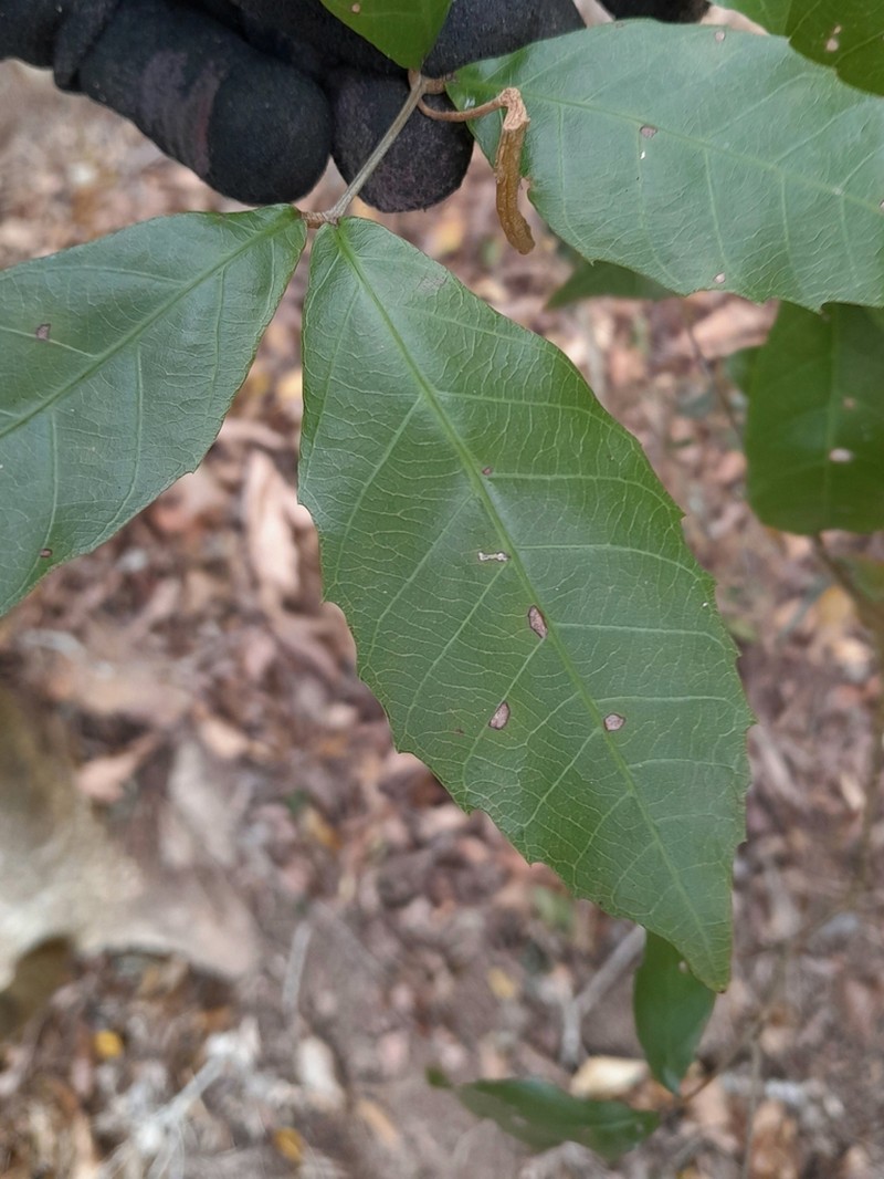 Arytera foveolata photo 2