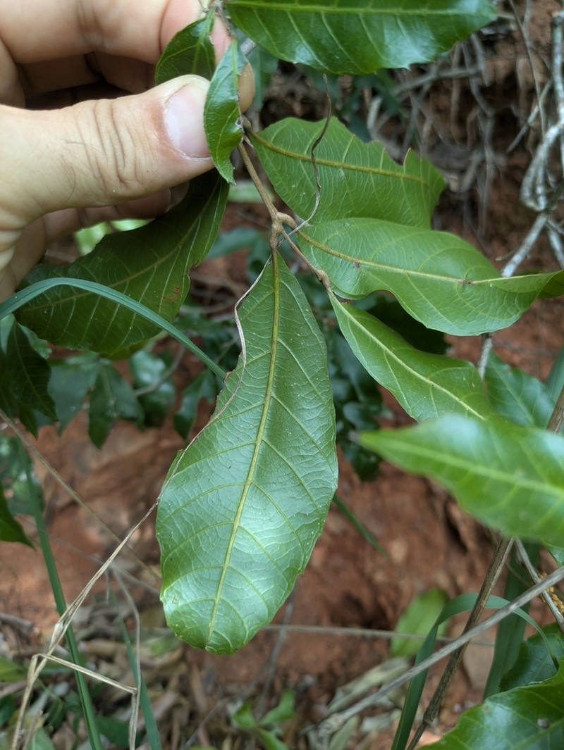 Arytera foveolata photo 4