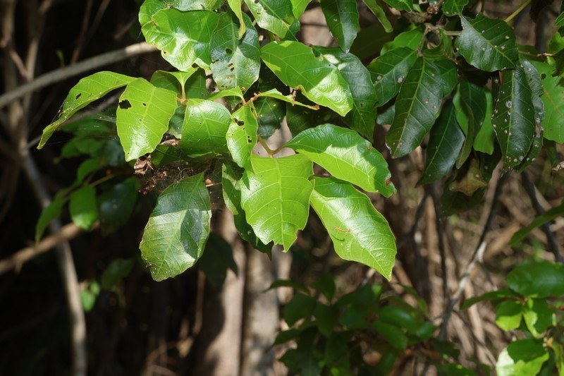 Arytera foveolata photo 5