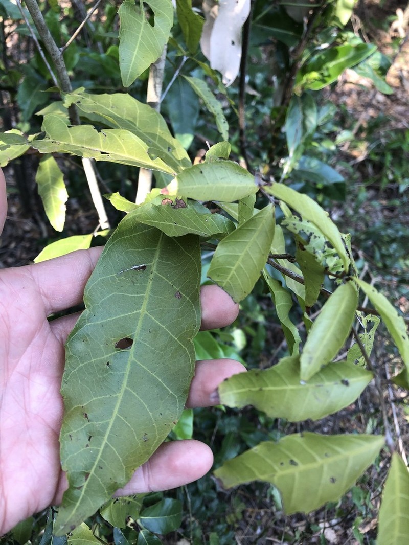 Arytera foveolata photo 6