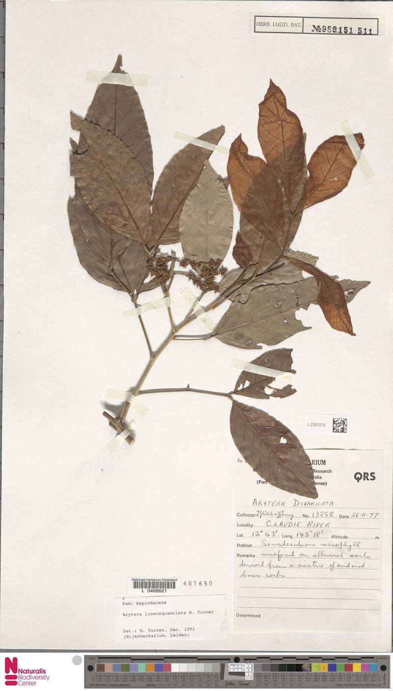 Arytera lineosquamulata