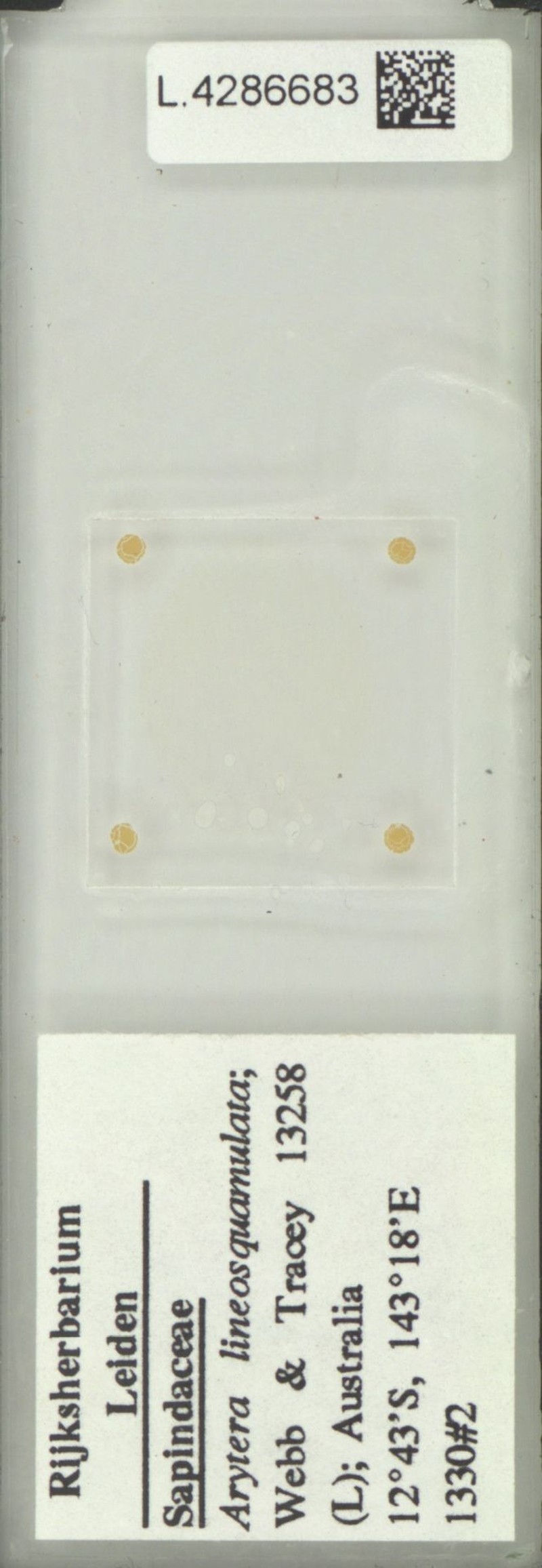 Arytera lineosquamulata photo 2