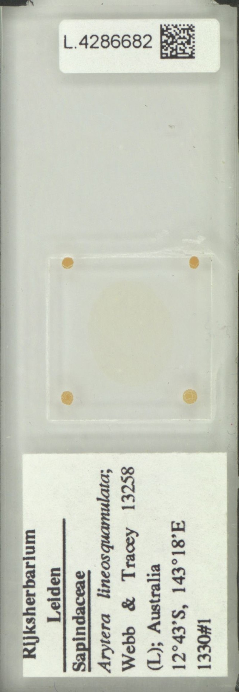Arytera lineosquamulata photo 3