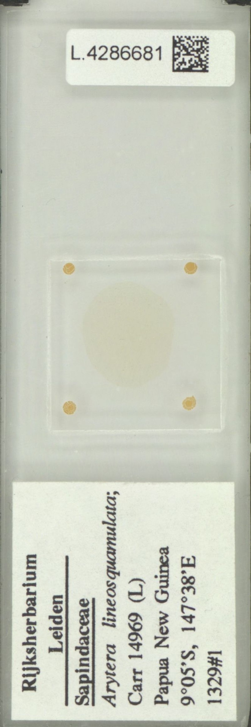 Arytera lineosquamulata photo 5