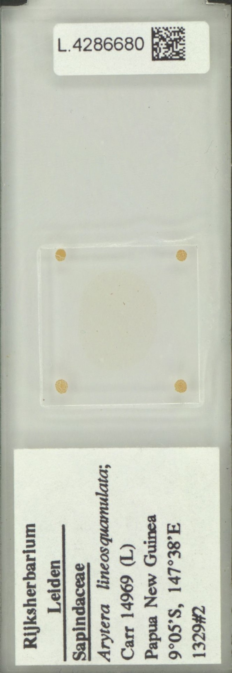 Arytera lineosquamulata photo 6