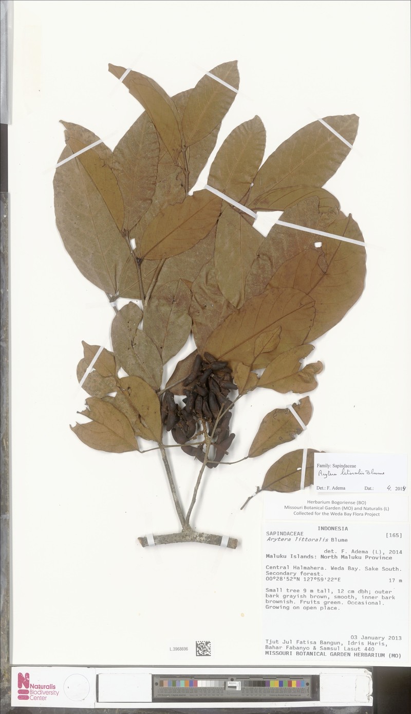 Arytera litoralis