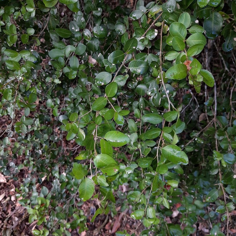 Arytera microphylla