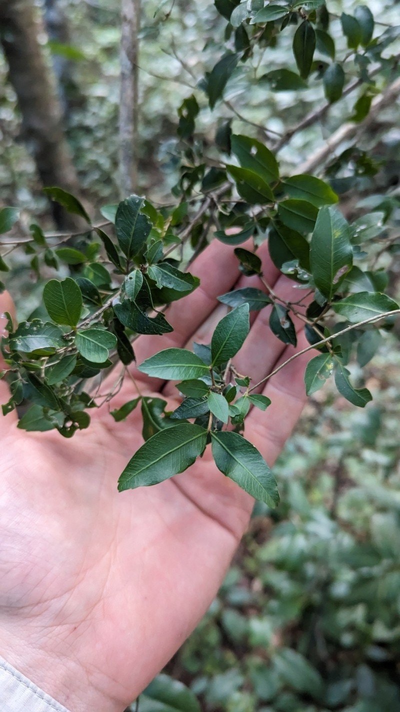 Arytera microphylla photo 2
