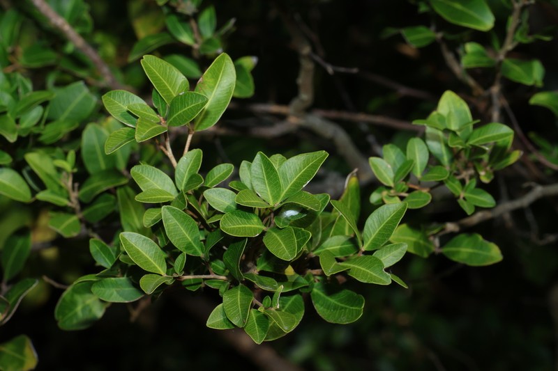 Arytera microphylla photo 3