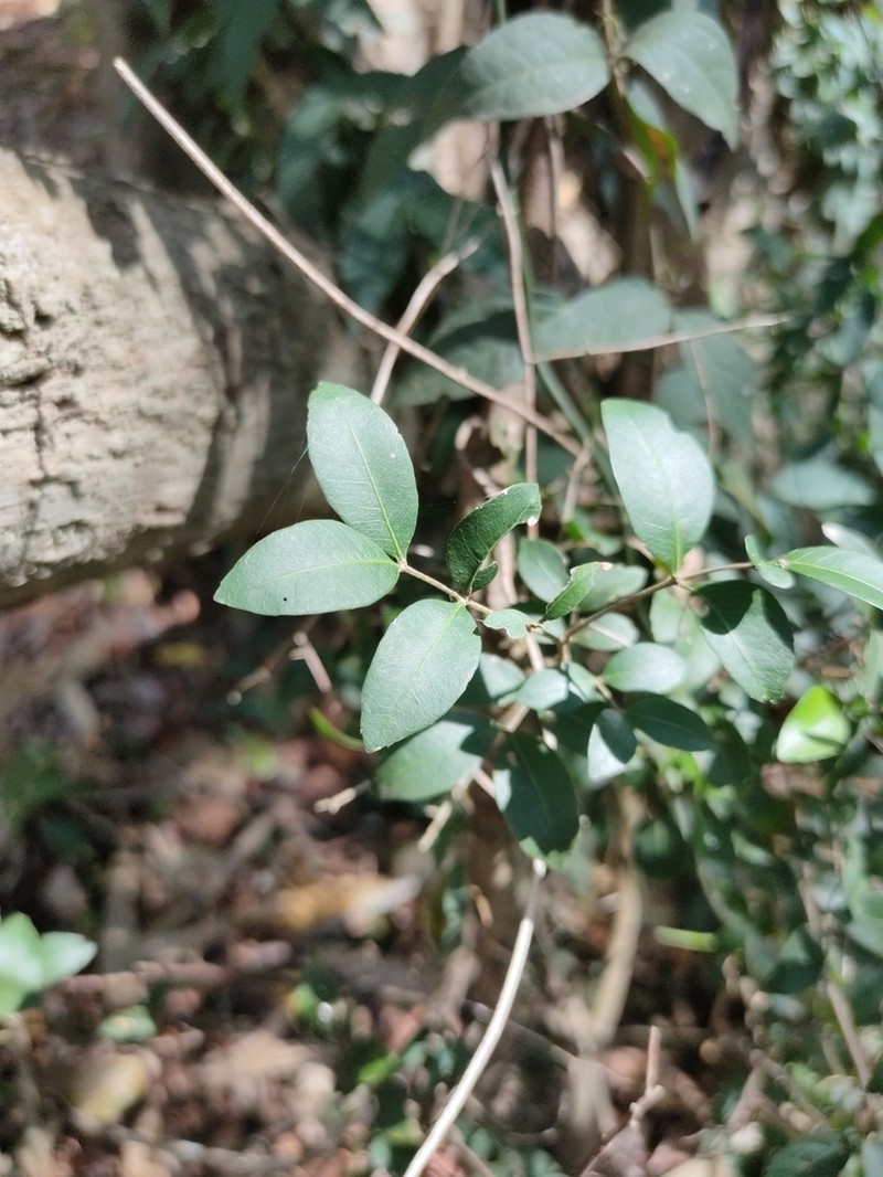 Arytera microphylla photo 4