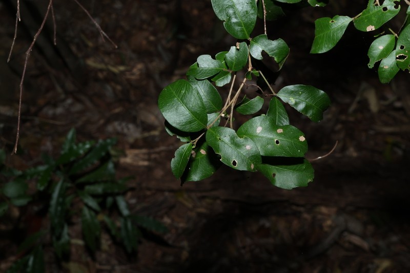 Arytera microphylla photo 5