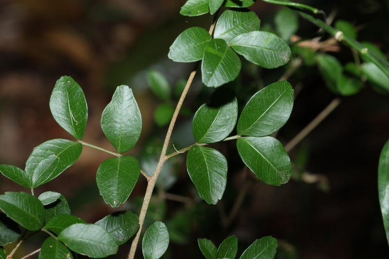 Arytera microphylla photo 6