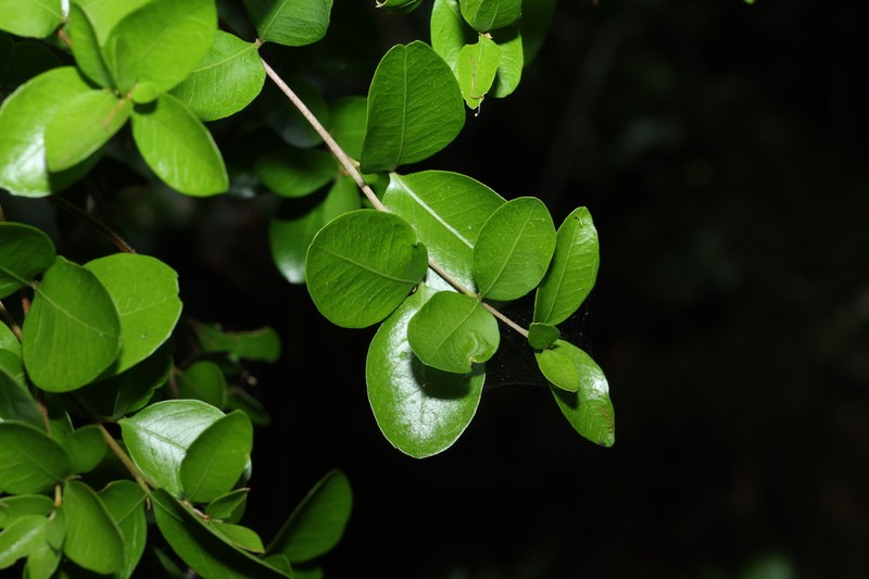 Arytera microphylla photo 7