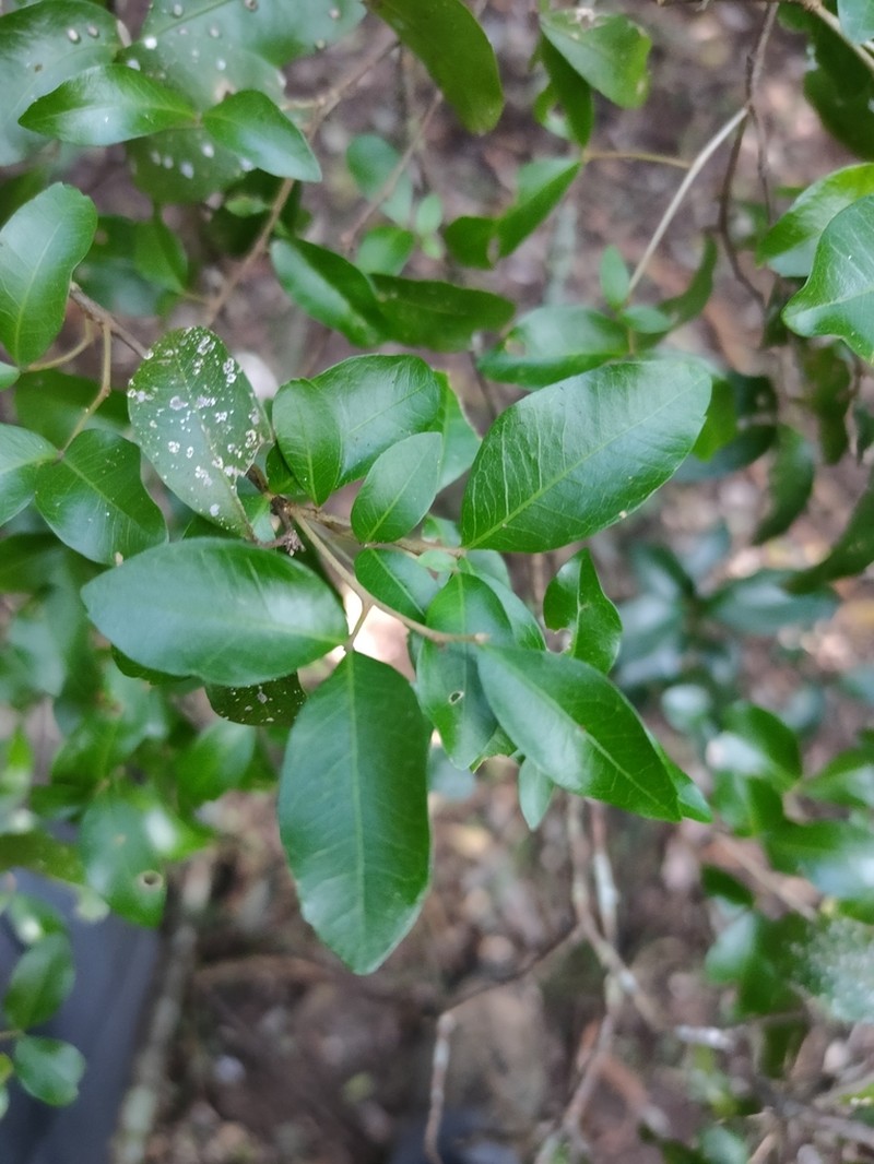 Arytera microphylla photo 8