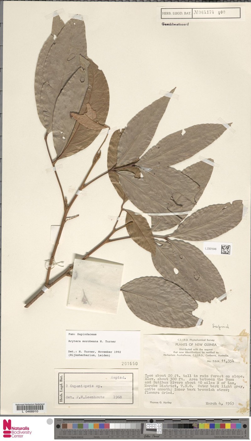 Arytera morobeana