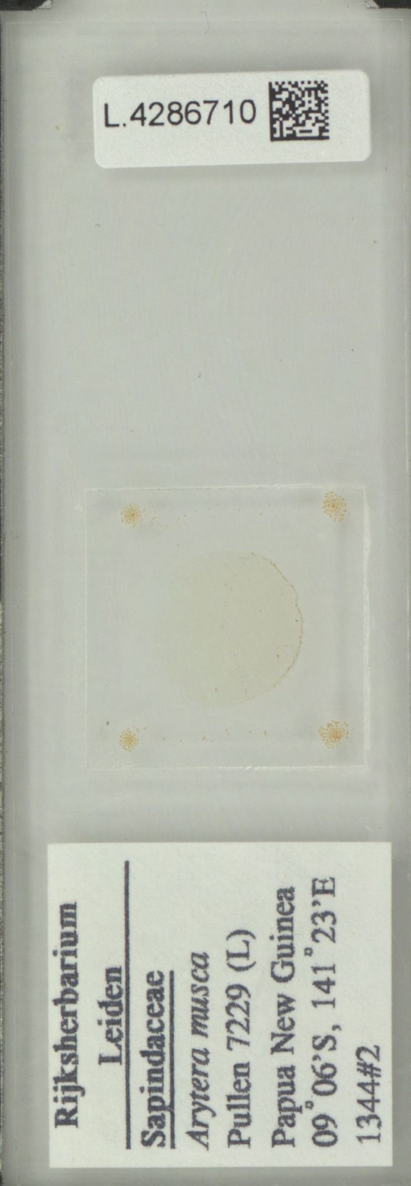 Arytera musca
