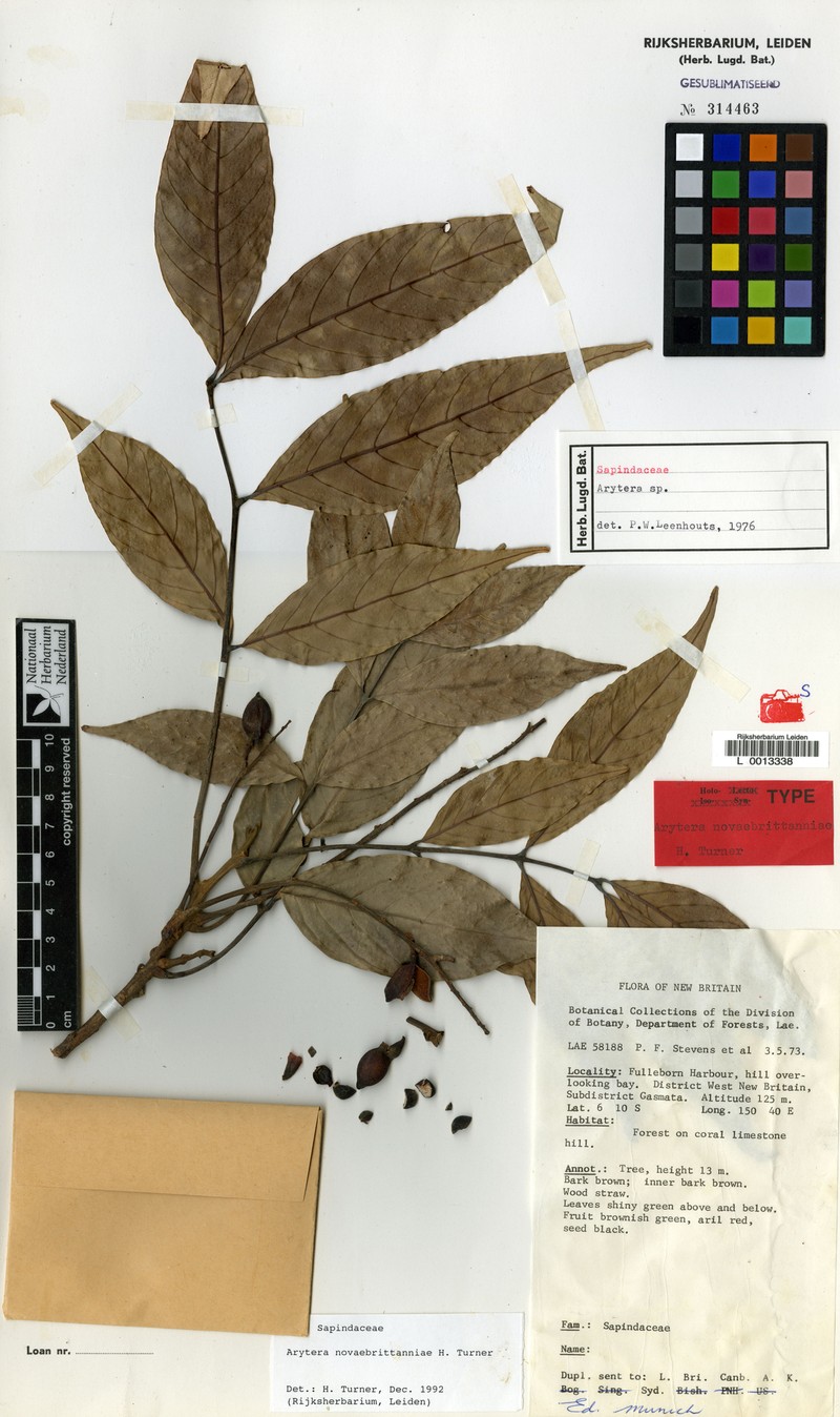 Arytera novaebrittanniae