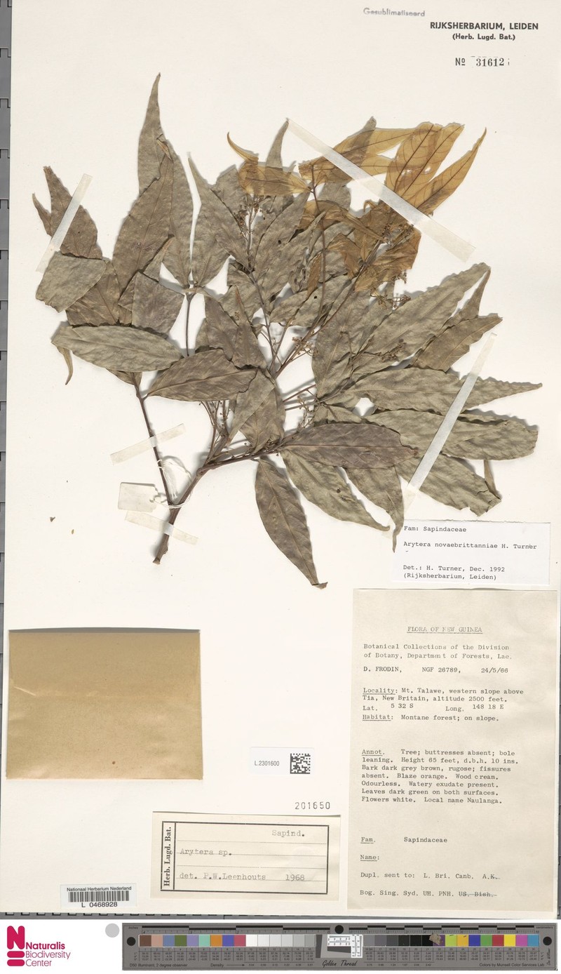 Arytera novaebrittanniae photo 2