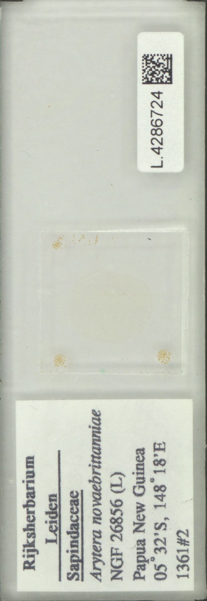 Arytera novaebrittanniae photo 3