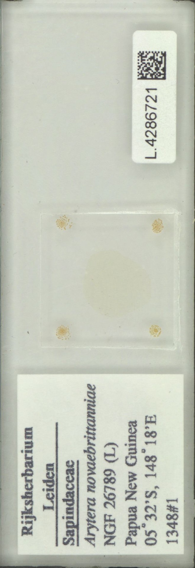 Arytera novaebrittanniae photo 4