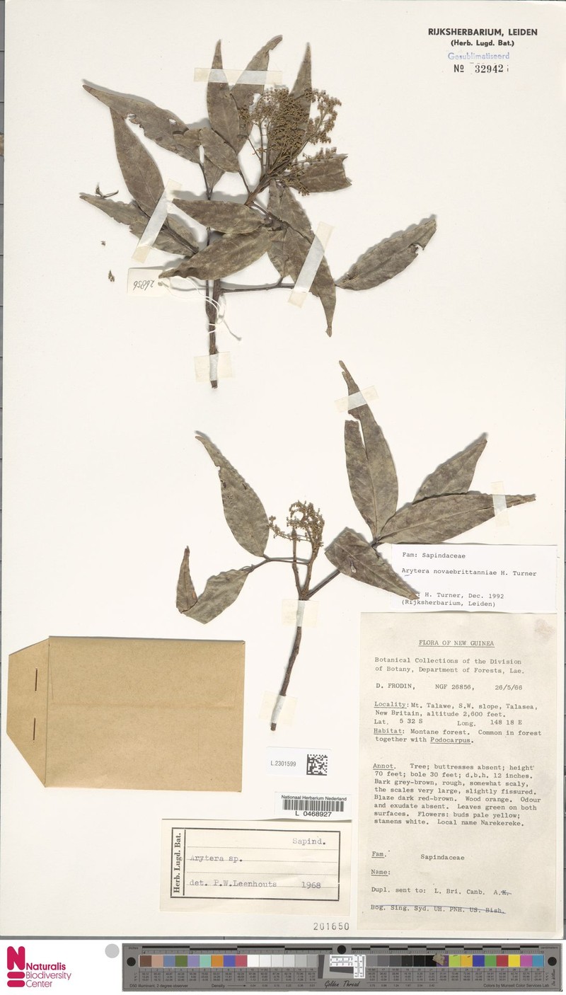 Arytera novaebrittanniae photo 5