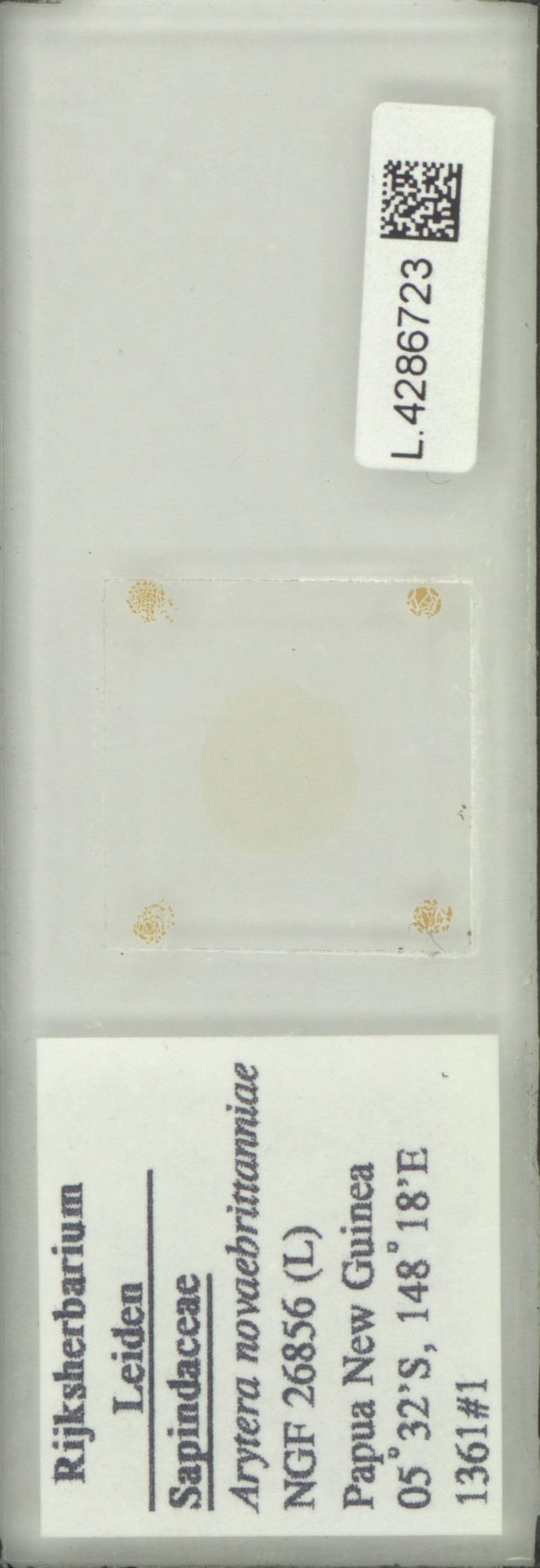 Arytera novaebrittanniae photo 6