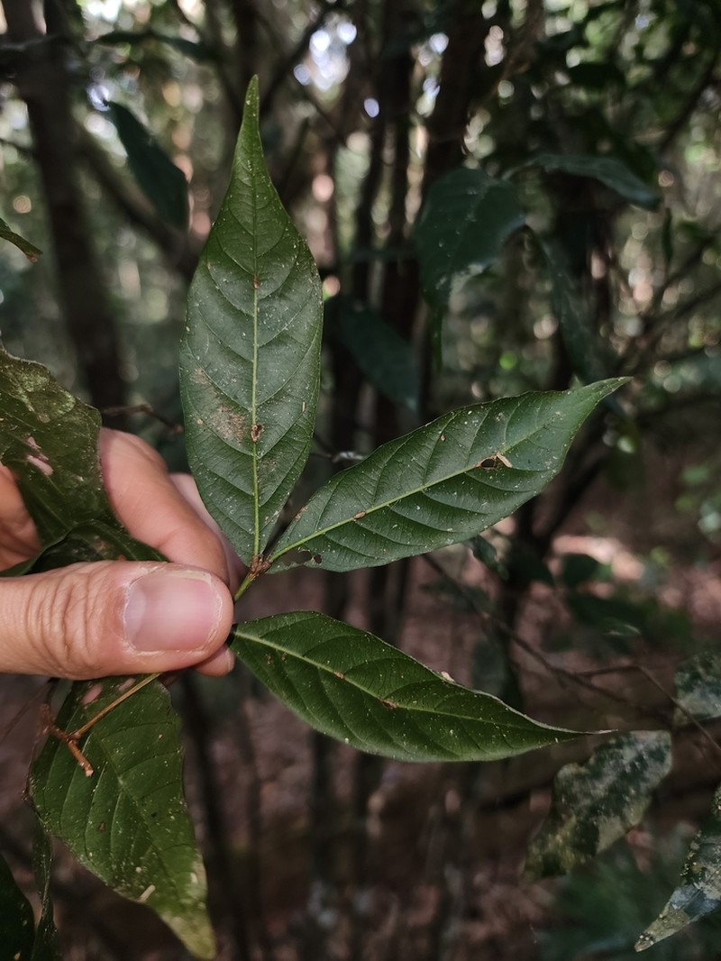 Arytera pauciflora photo 2