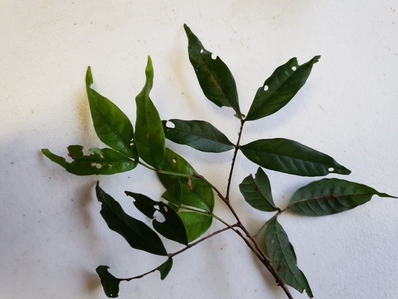 Arytera pauciflora photo 3