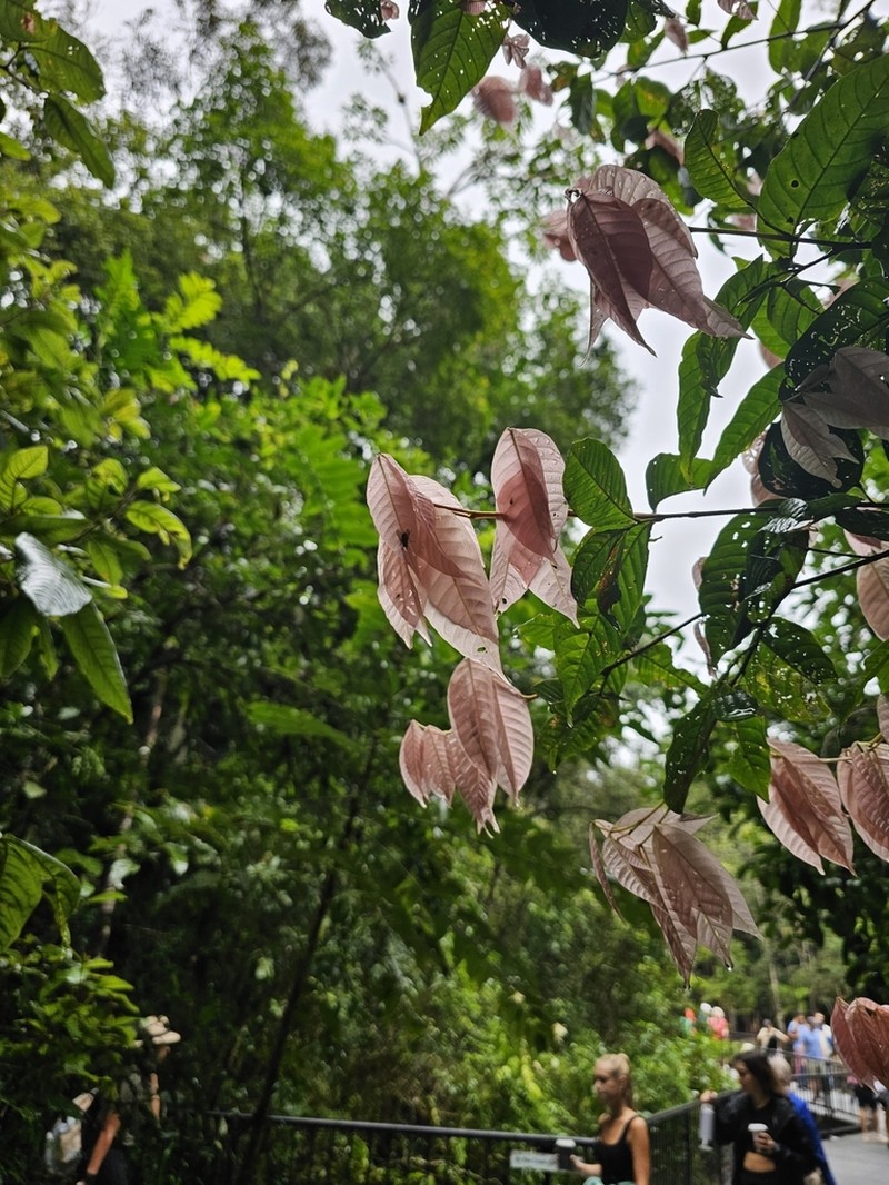 Arytera pauciflora photo 4