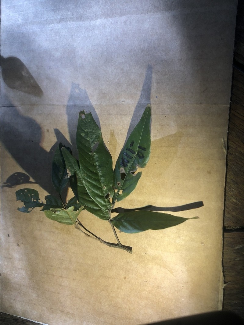 Arytera pauciflora photo 5