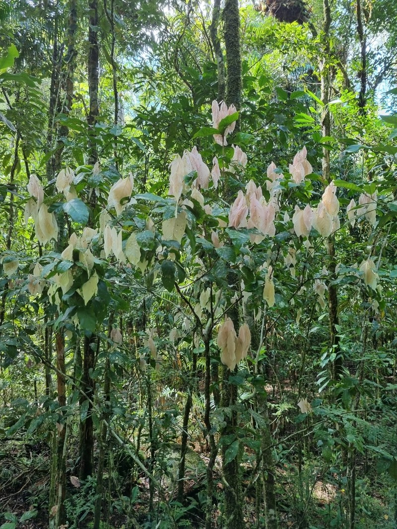 Arytera pauciflora photo 6