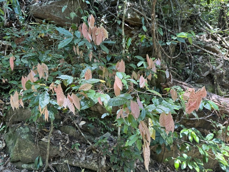 Arytera pauciflora photo 7