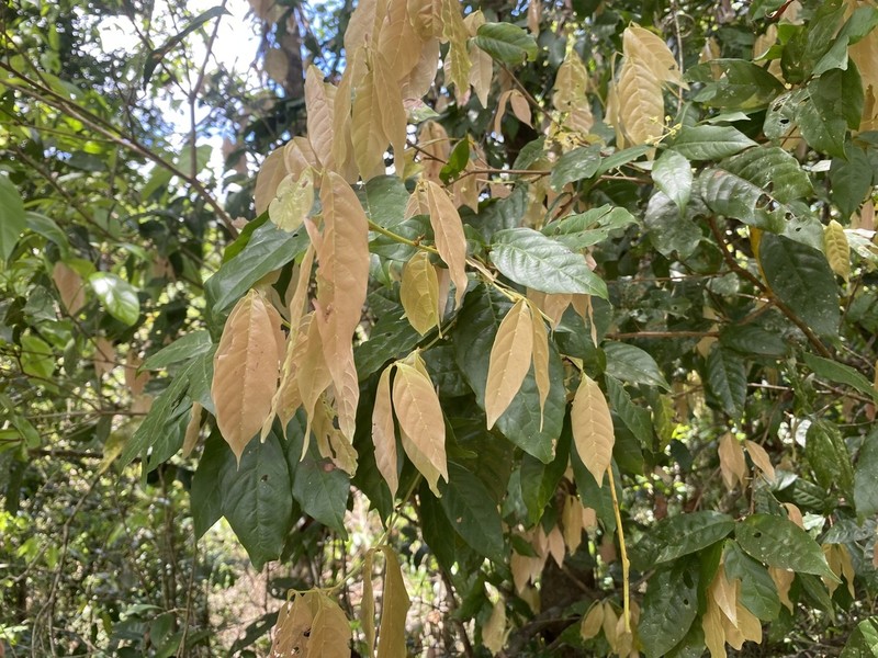 Arytera pauciflora photo 8