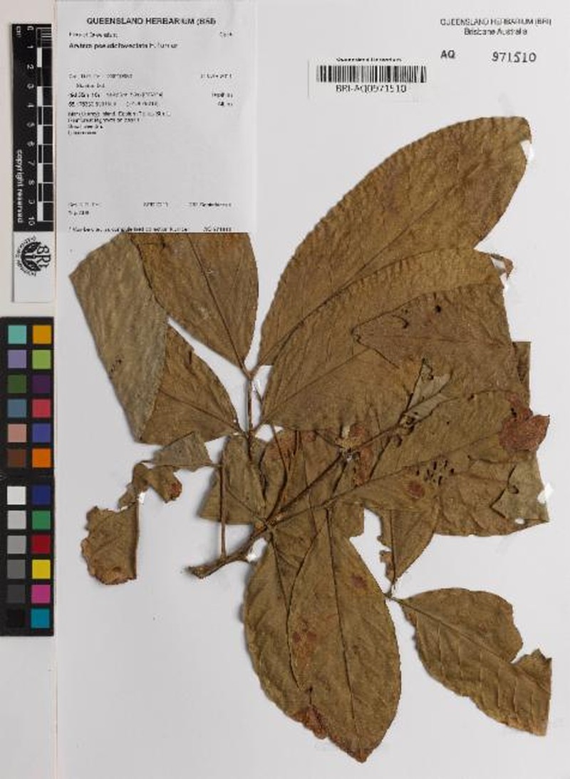 Arytera pseudofoveolata