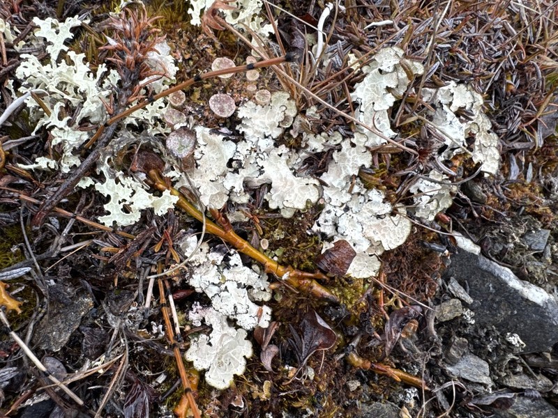 Golden Asahinea Lichen