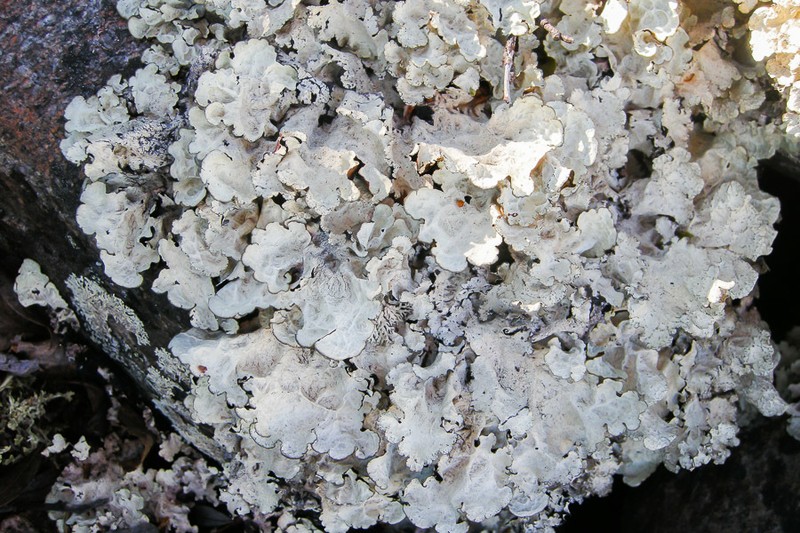 Golden Asahinea Lichen photo 2