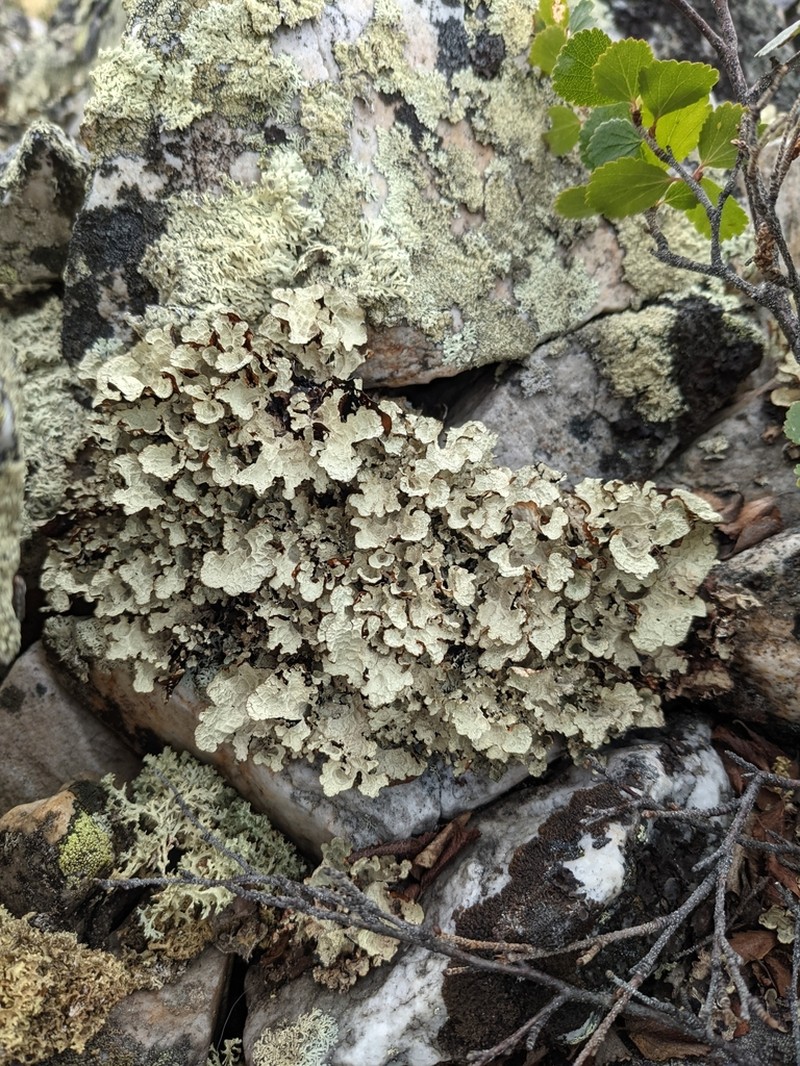 Golden Asahinea Lichen photo 3
