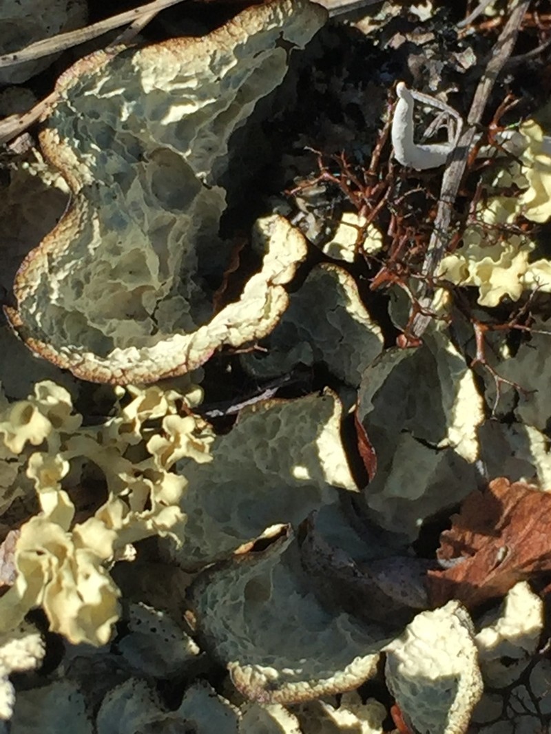 Golden Asahinea Lichen photo 4