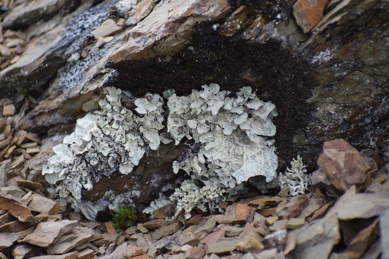 Golden Asahinea Lichen photo 5