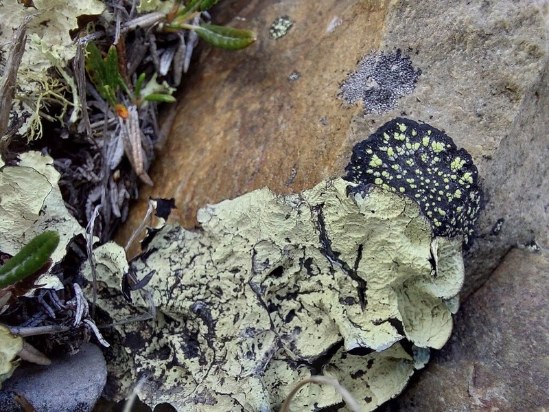 Golden Asahinea Lichen photo 6