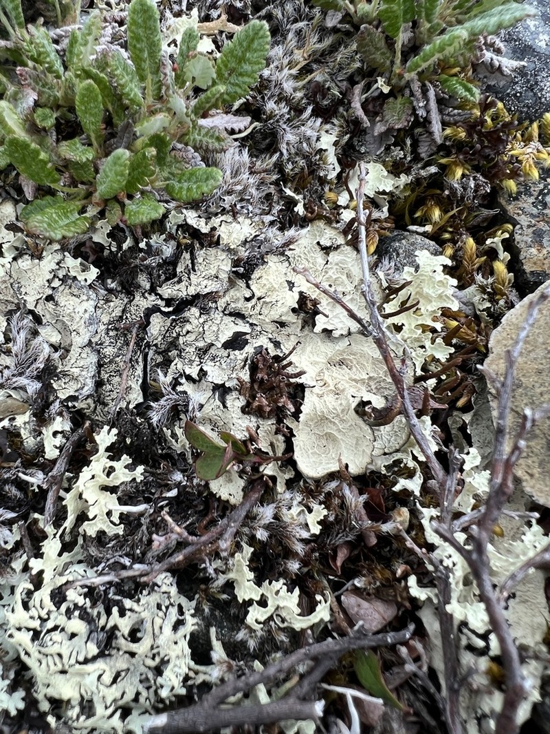 Golden Asahinea Lichen photo 7