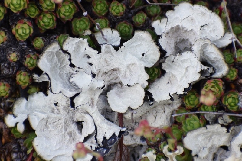 Golden Asahinea Lichen photo 8