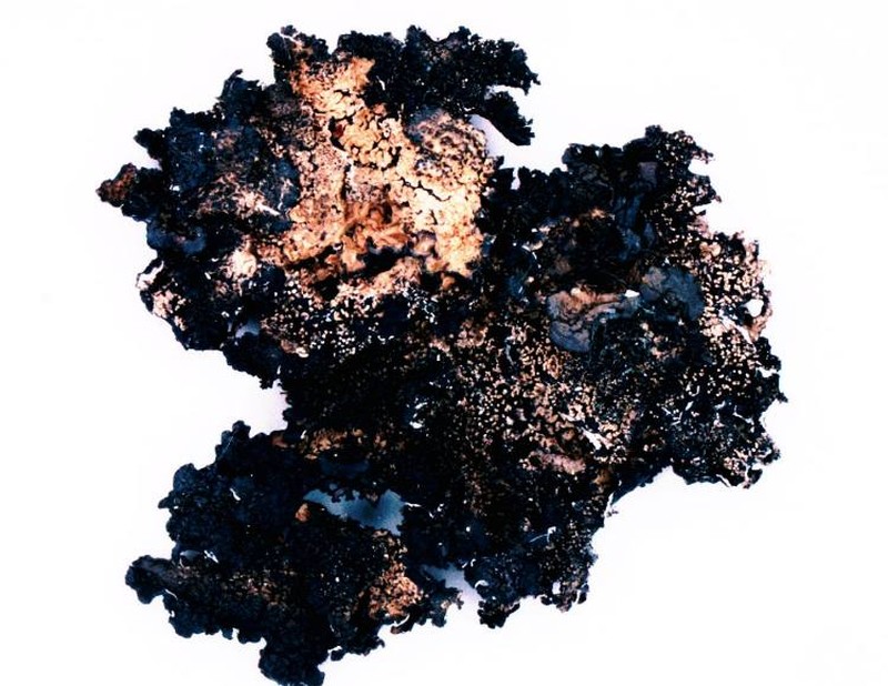 Scholander'S Asahinea Lichen