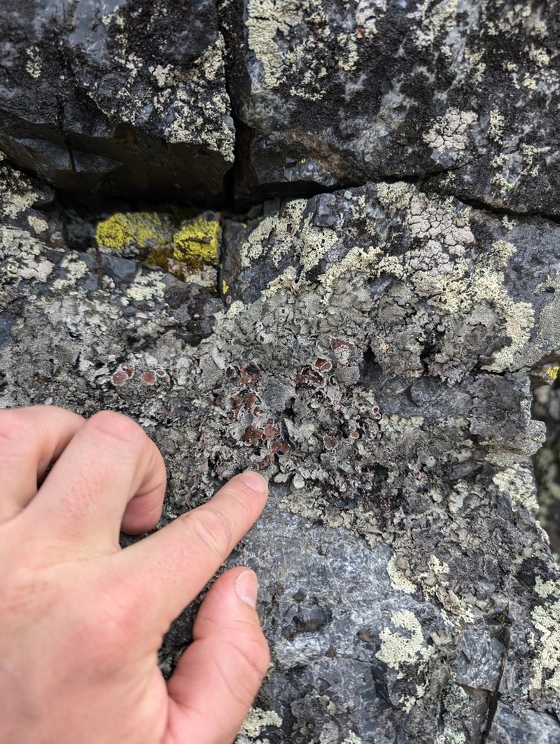 Scholander'S Asahinea Lichen