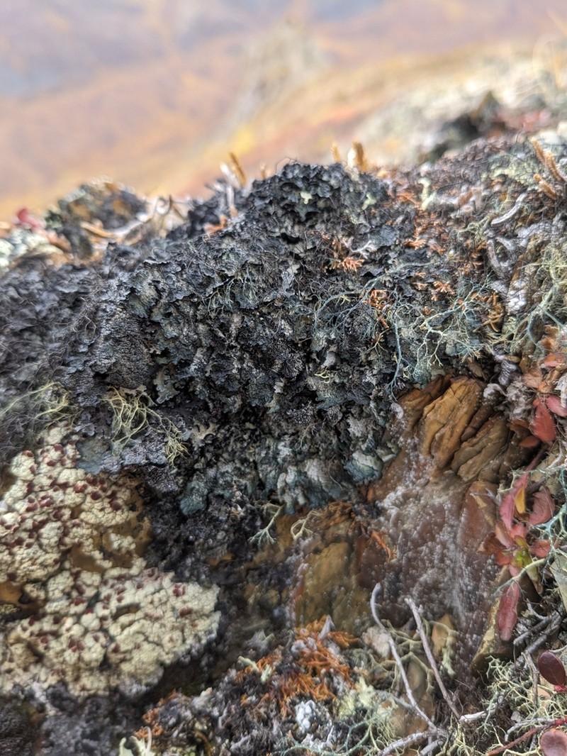 Scholander'S Asahinea Lichen photo 2