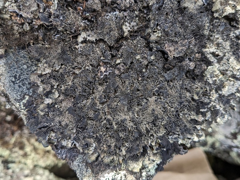 Scholander'S Asahinea Lichen photo 3