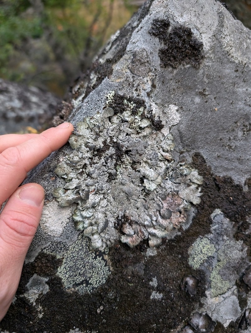 Scholander'S Asahinea Lichen photo 4
